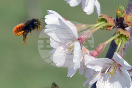 Хасково - японски вишни "Сакури"