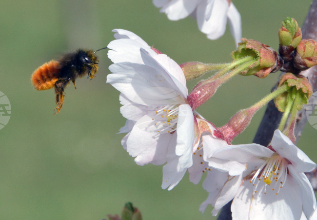 Хасково - японски вишни "Сакури"