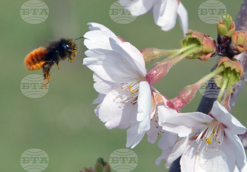Хасково - японски вишни "Сакури"