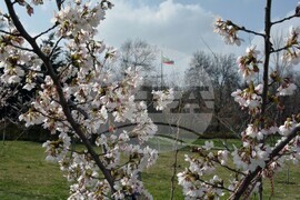Хасково - японски вишни "Сакури"