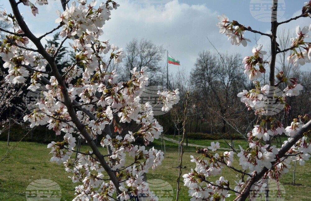 Хасково - японски вишни "Сакури"