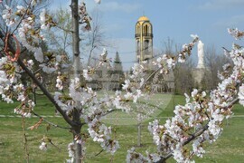 Хасково - японски вишни "Сакури"