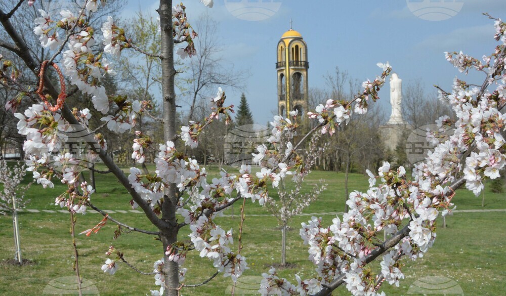 Хасково - японски вишни "Сакури"