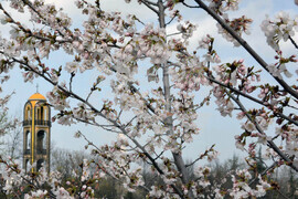 Хасково - японски вишни "Сакури"