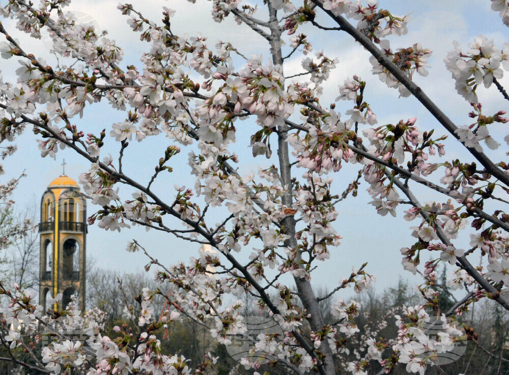 Хасково - японски вишни "Сакури"