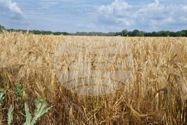 Търговище - жито