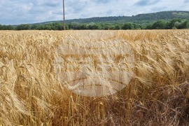 Търговище - жито