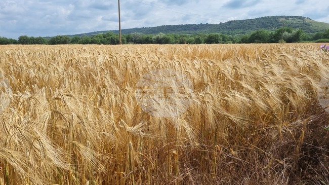  Търговище - жито