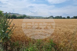 Търговище - жито