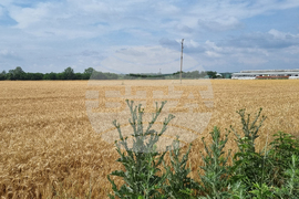 Търговище - жито