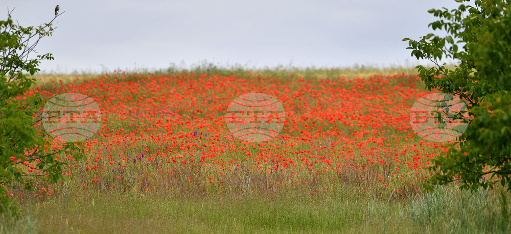 Село Малко Йонково - макове