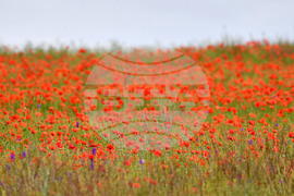 Село Малко Йонково - макове