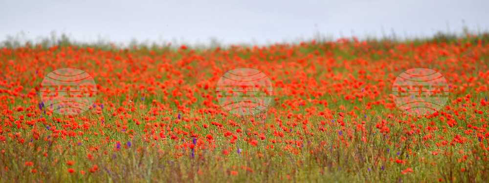 Село Малко Йонково - макове