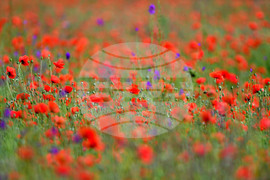 Село Малко Йонково - макове