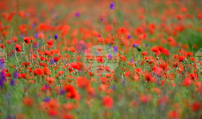 Село Малко Йонково - макове