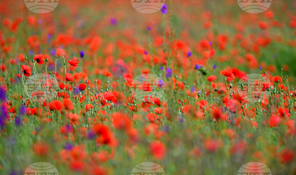 Село Малко Йонково - макове