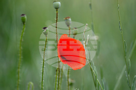 Село Малко Йонково - макове