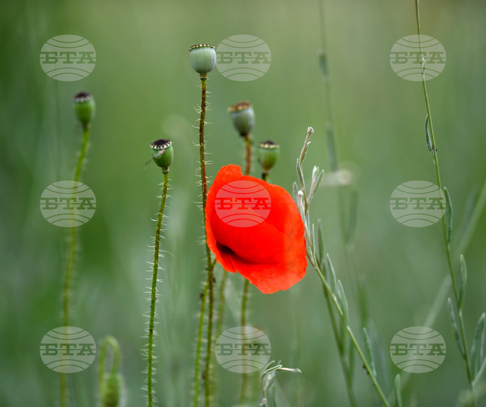 Село Малко Йонково - макове