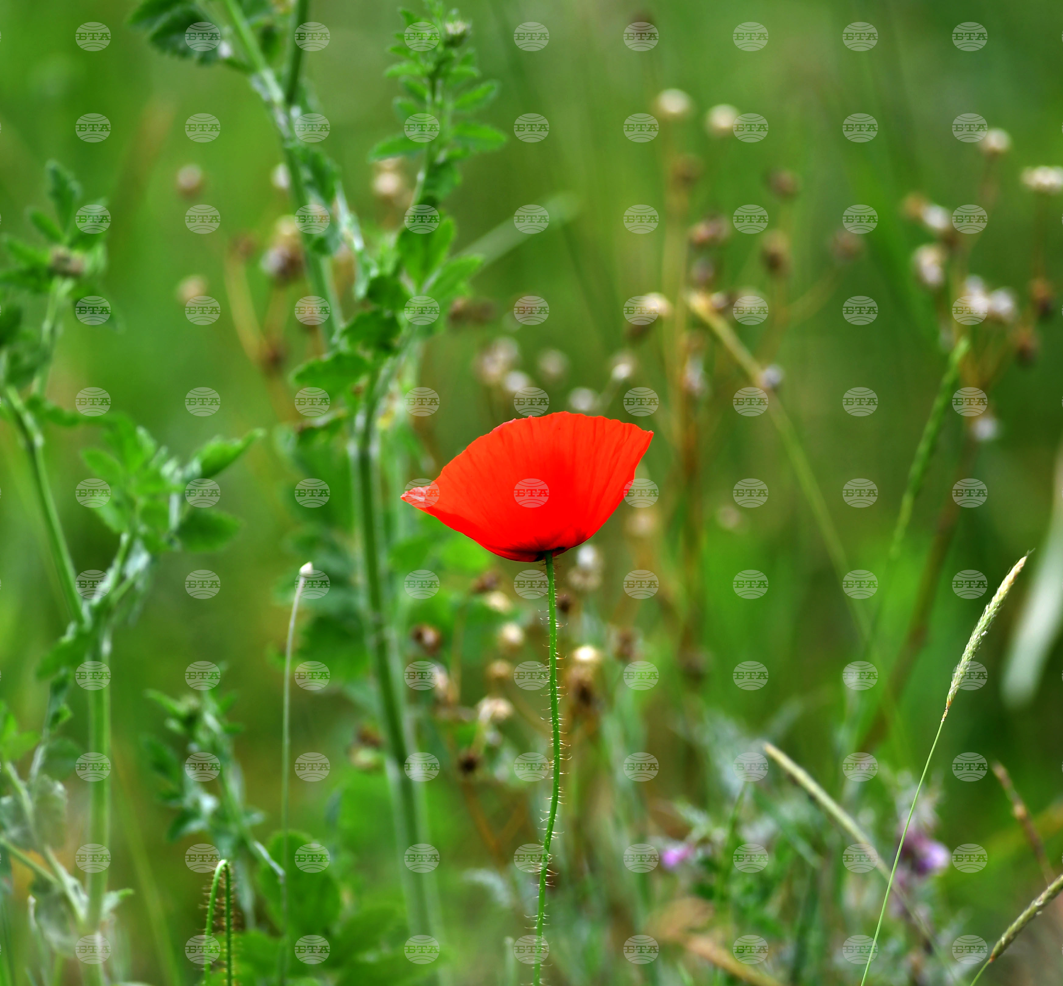 Село Малко Йонково - макове