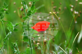 Село Малко Йонково - макове