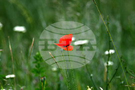 Село Малко Йонково - макове