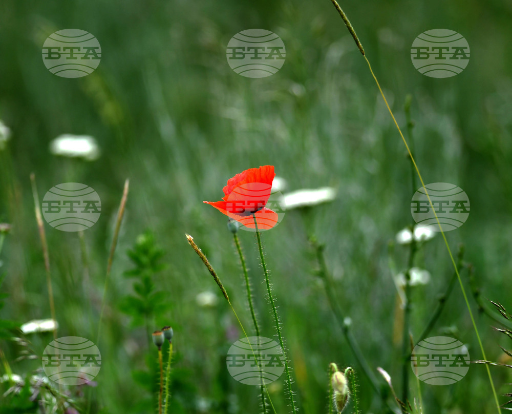 Село Малко Йонково - макове