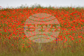 Село Малко Йонково - макове