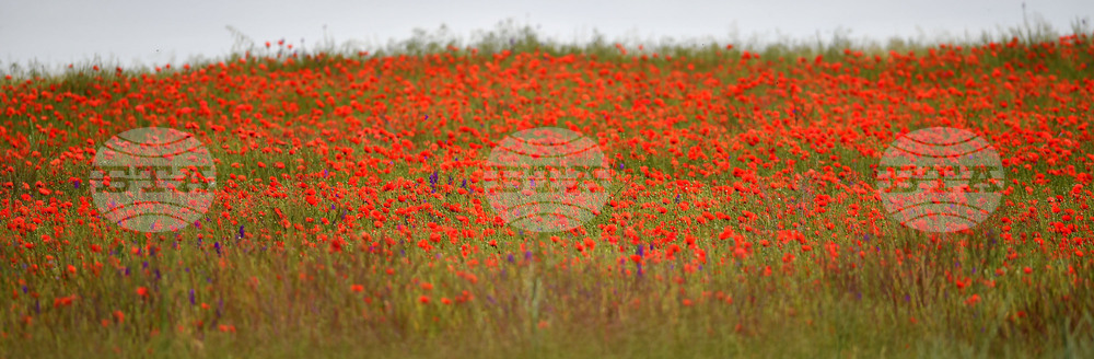 Село Малко Йонково - макове