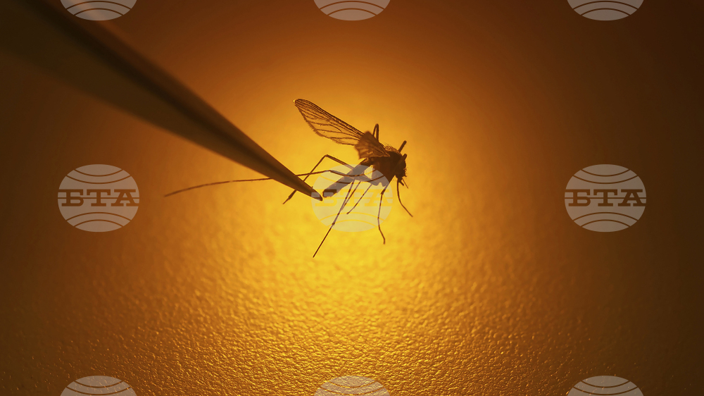 Западнонилска треска, чикунгуня и чума - болестите, които породиха тревога по света през това лято и напомниха за ситуацията с Ковид-19 отпреди 5 години