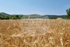 Село Търнава - откриване на жътвата