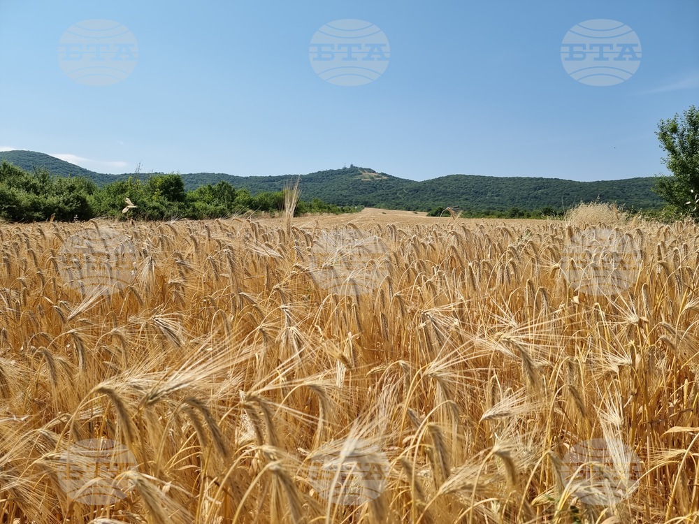 Село Търнава - откриване на жътвата