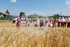 Село Търнава - откриване на жътвата