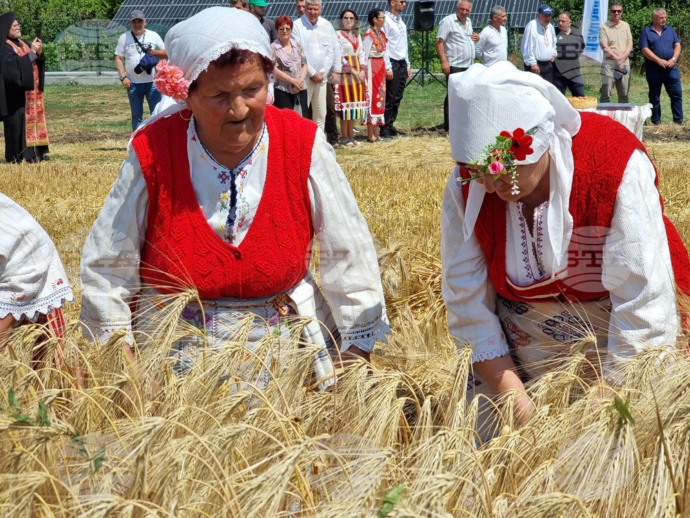 Село Търнава - откриване на жътвата