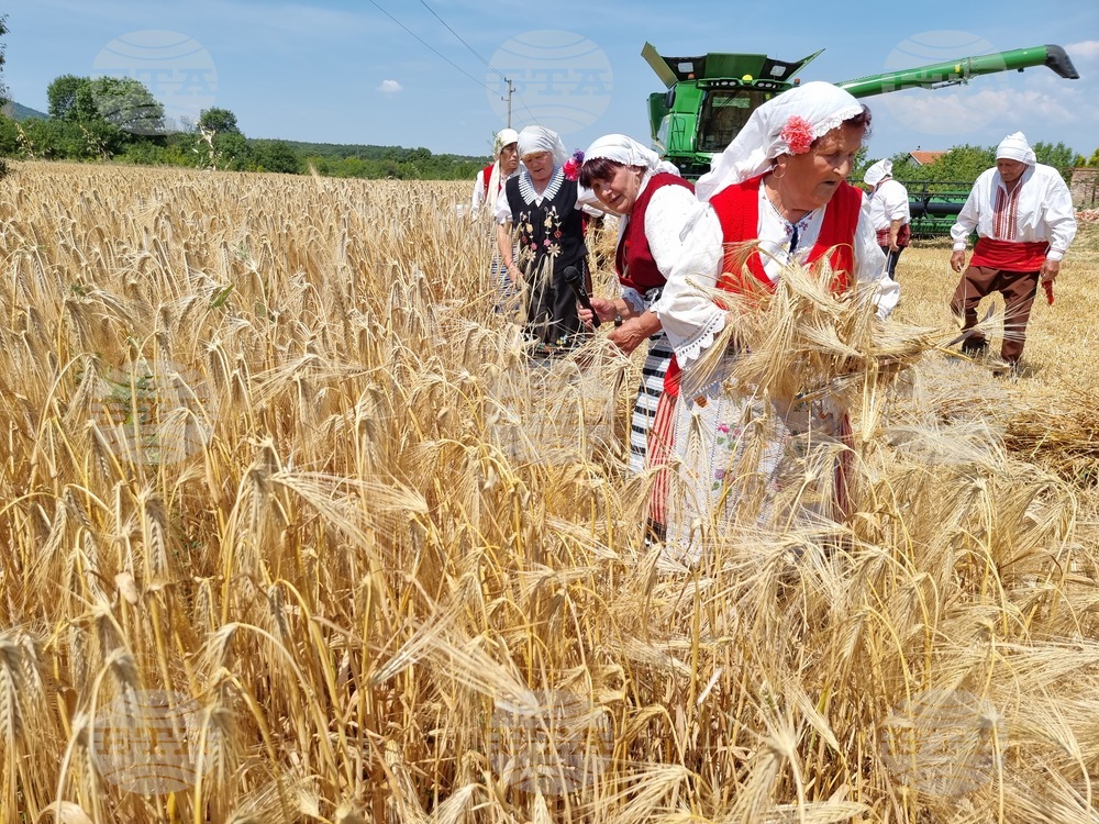 Село Търнава - откриване на жътвата