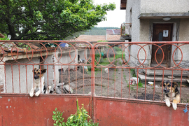 Село Продановци - нападение - животни