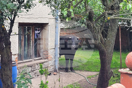 Село Продановци - нападение - животни