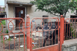 Село Продановци - нападение - животни