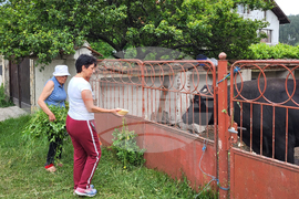 Село Продановци - нападение - животни