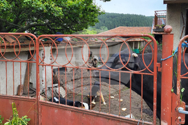 Село Продановци - нападение - животни