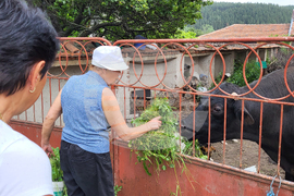 Село Продановци - нападение - животни