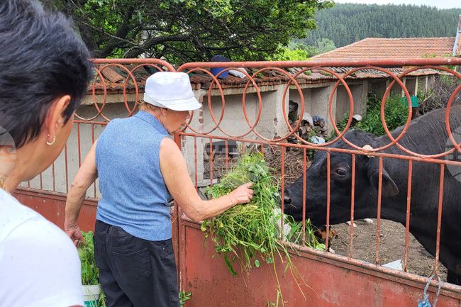 Село Продановци - нападение - животни