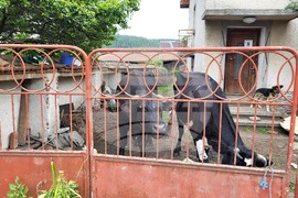 Село Продановци - нападение - животни