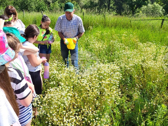 Самоков - поляни - билки