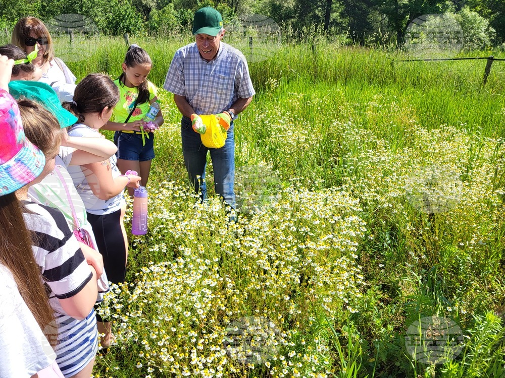 Самоков - поляни - билки