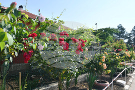 Исперих - цветя - любопитно