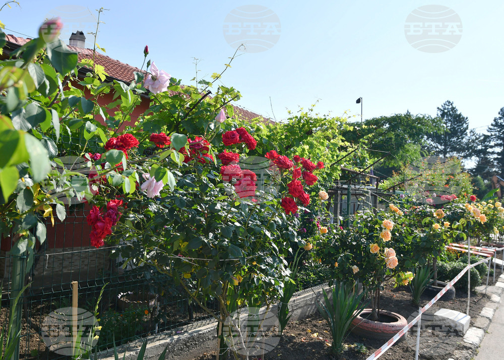 Исперих - цветя - любопитно