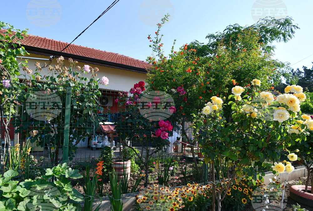 Исперих - цветя - любопитно