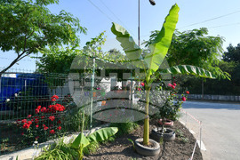 Исперих - цветя - любопитно