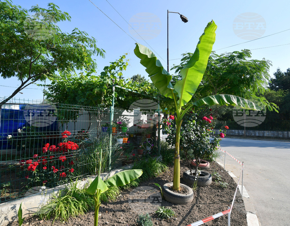 Исперих - цветя - любопитно