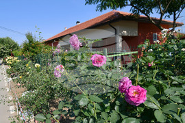 Исперих - цветя - любопитно